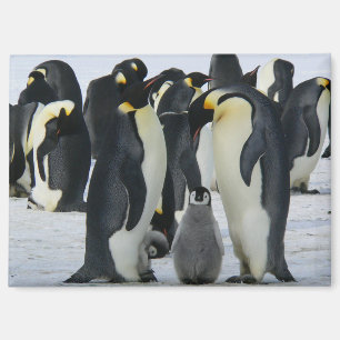 family emperor penguins magnet