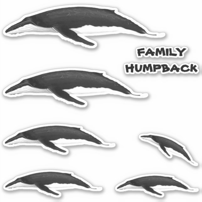 FAMILY HUMPBACK WHALE (Front)