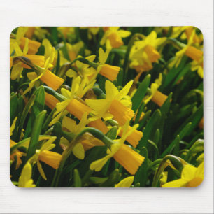 Family Of Daffodils Mouse Pad
