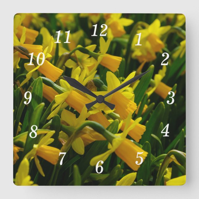 Family Of Daffodils Square Wall Clock (Front)