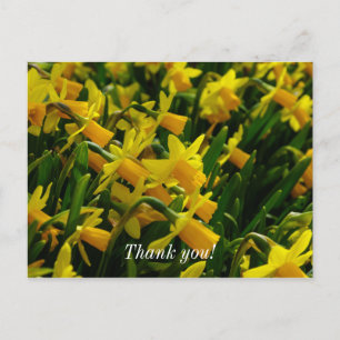 Family Of Daffodils Thank You Postcard