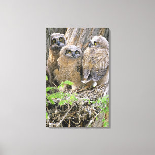 Family of Great Horned Owlets (Bubo virginianus) Canvas Print