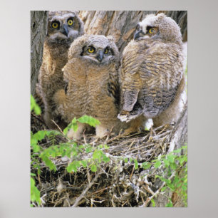 Family of Great Horned Owlets (Bubo virginianus) Poster