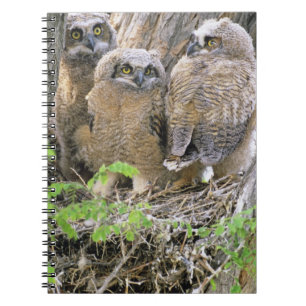 Family of Great Horned Owlets (Bubo virginianus) Spiral Notebook
