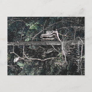 Family of Herons... Postcard