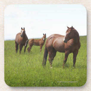 Family of horse in field coaster