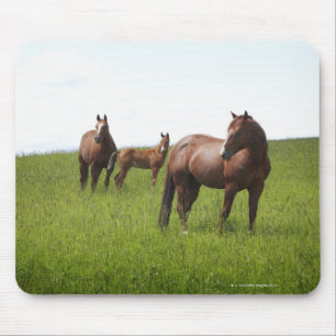 Family of horse in field mouse pad
