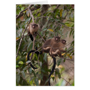 Family of Marmoset Monkeys
