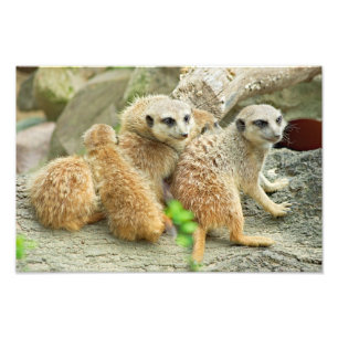 Family of meerkats - Photo