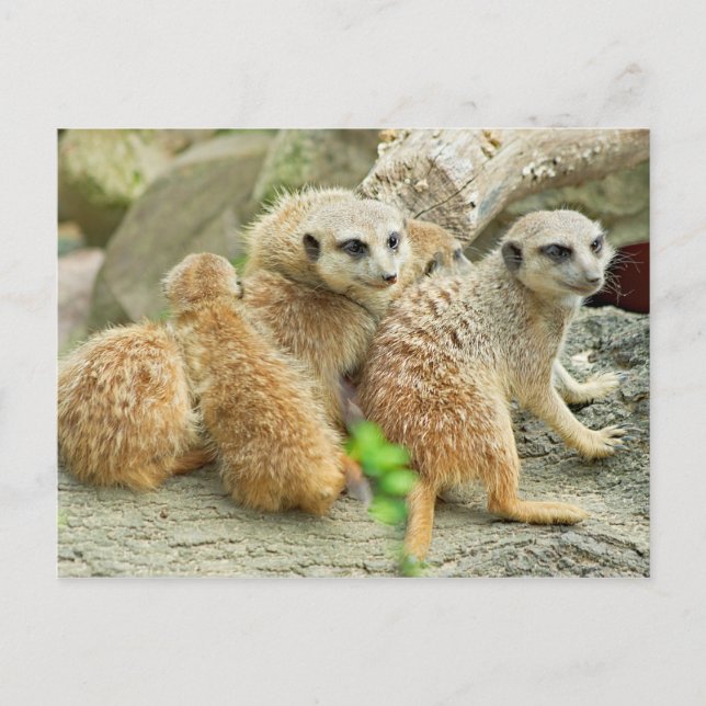 Family of meerkats - Postcard (Front)