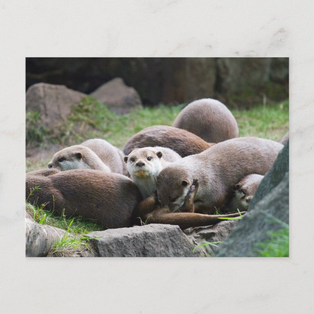 Family of otters postcard (Front)