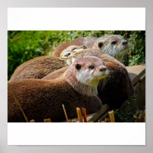 Family of otters poster