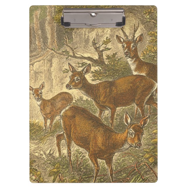 Family of Roe - Deers in a Forest Clipboard (Front)