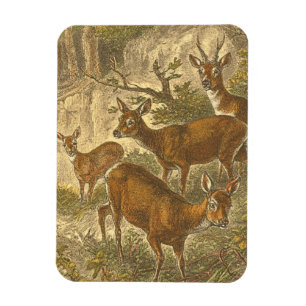 Family of Roe - Deers in a Forest Magnet