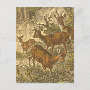 Family of Roe - Deers in a Forest Postcard