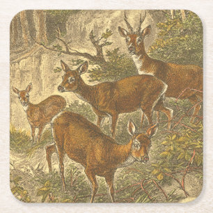Family of Roe - Deers in a Forest Square Paper Coaster