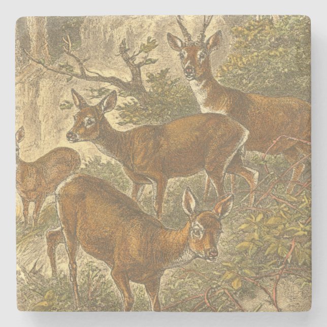 Family of Roe - Deers in a Forest Stone Coaster (Front)
