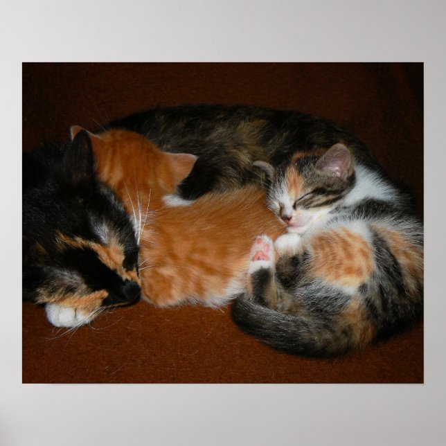 Family of sleepy kittens poster (Front)