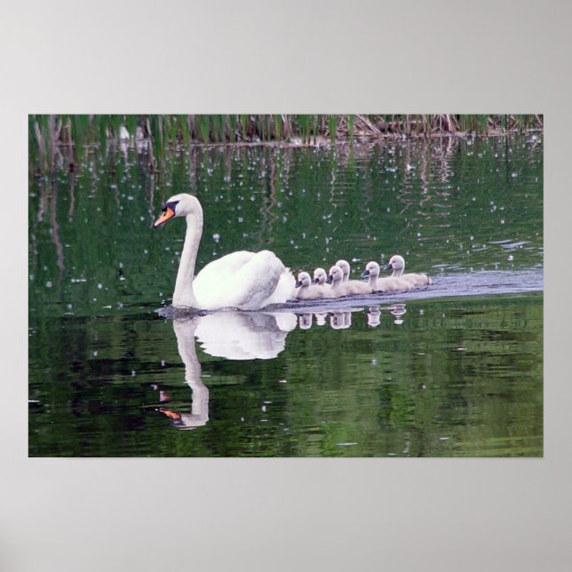 Family Of Swans Poster (Front)