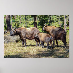 Family of Takin, national animal of Bhutan, Asia Poster