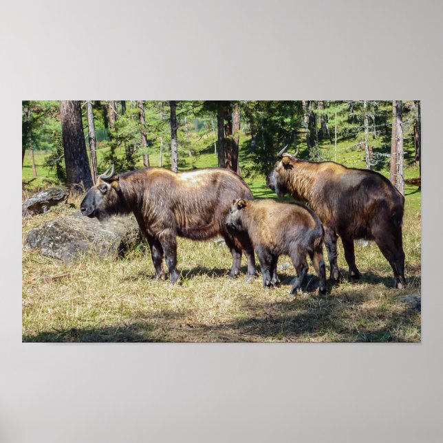 Family of Takin, national animal of Bhutan, Asia Poster (Front)
