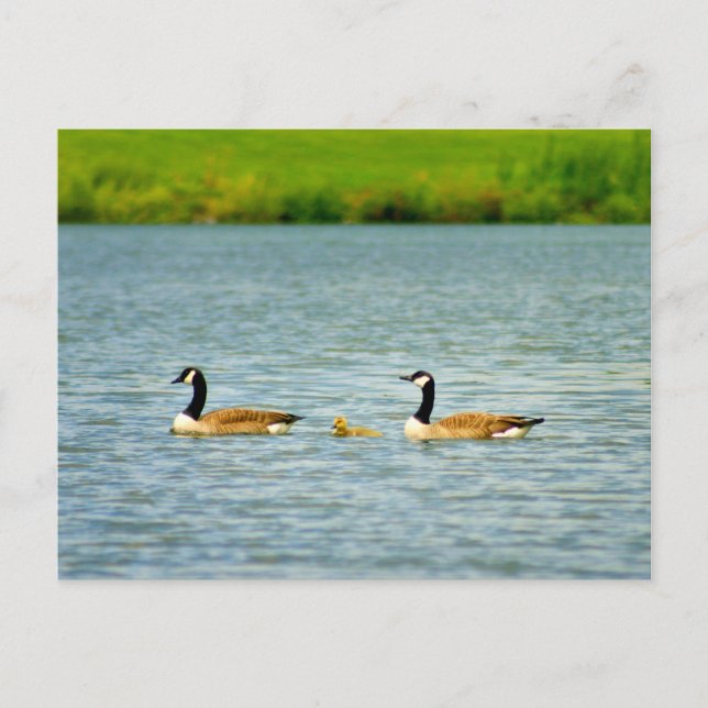 Family of Three Postcard (Front)