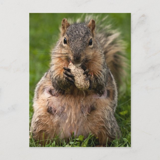 Famished Fox Squirrel Postcard (Front)