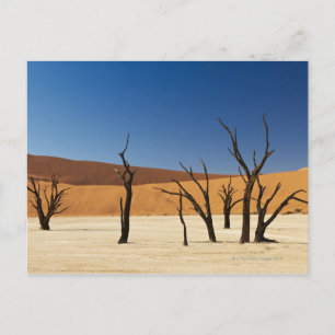 famous Deadvlei with dead trees, desert 3 Postcard