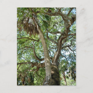 Famous Love Tree Saint Augustine Fl Postcard