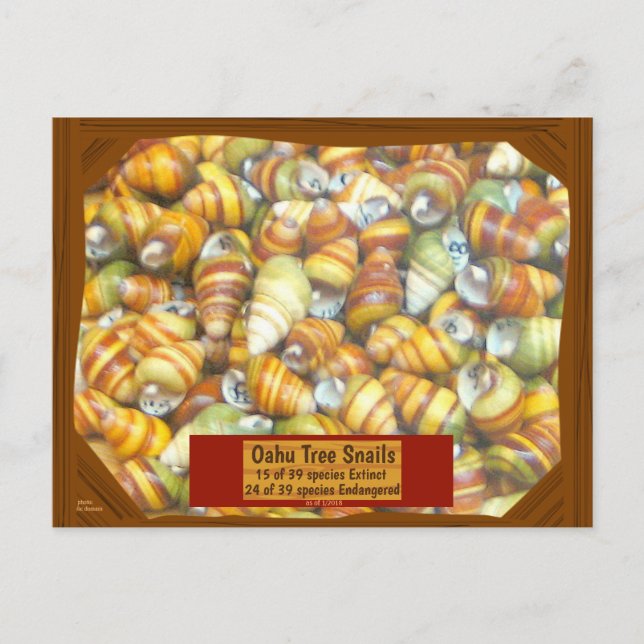 Famous Oahu Tree Snails are going extinct unless - Postcard (Front)