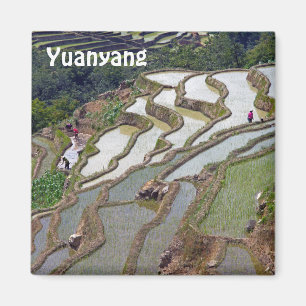 Famous yuanyang Rice Terraces - Yunnan, China Magnet