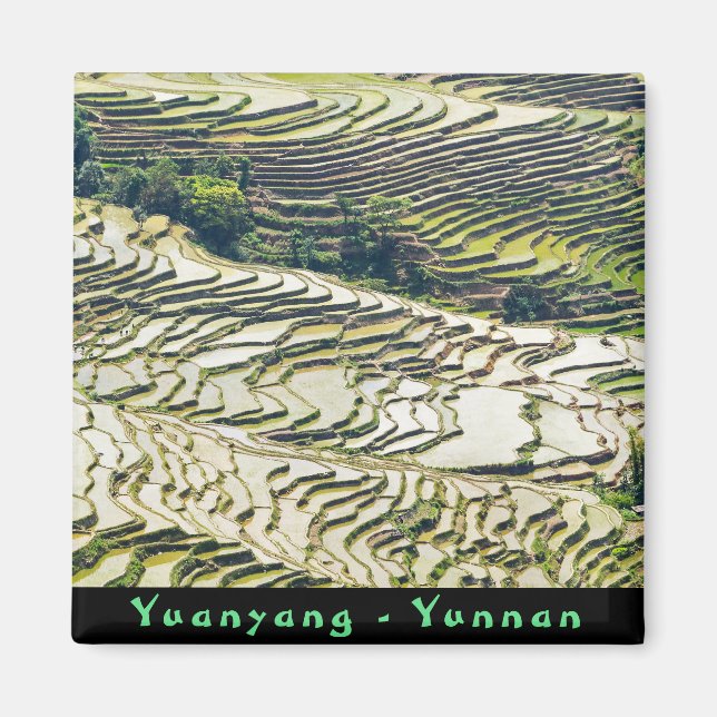 Famous yuanyang Rice Terraces - Yunnan, China Magnet (Front)