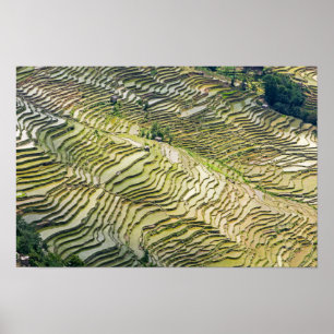 Famous yuanyang Rice Terraces - Yunnan, China Poster