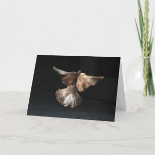 Fan Tail Pigeon In Flight Card