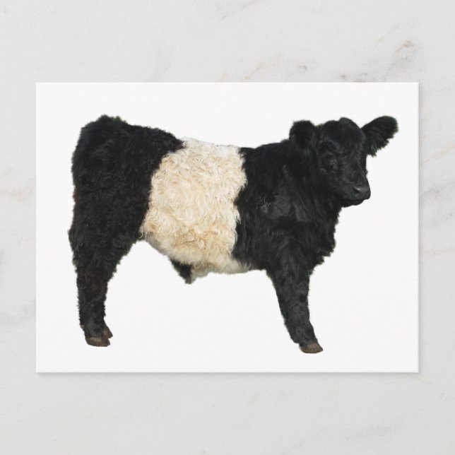 Fancy an Oreo? Belted Galloway Cow Postcard (Front)
