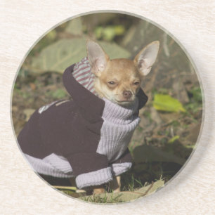 Fancy Chihuahua Coaster