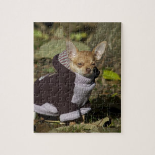 Fancy Chihuahua Jigsaw Puzzle