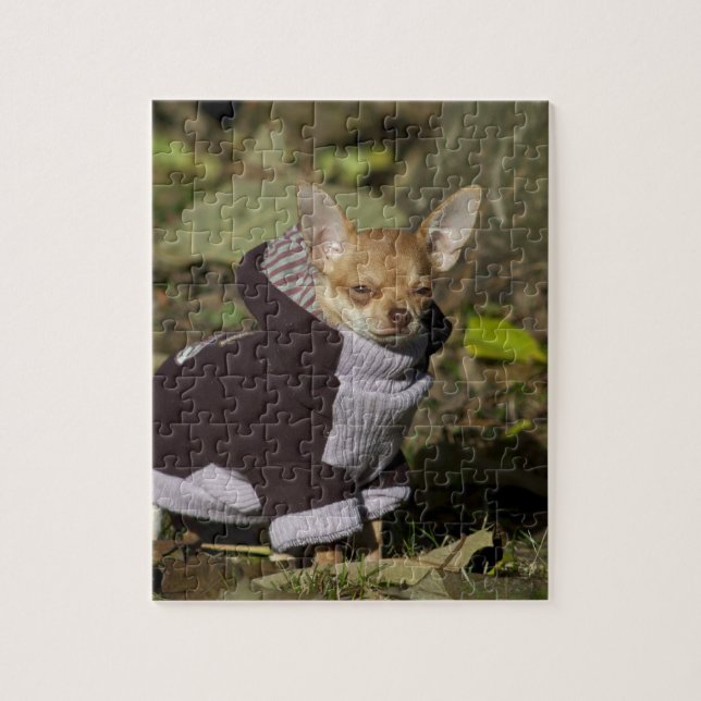 Fancy Chihuahua Jigsaw Puzzle (Vertical)
