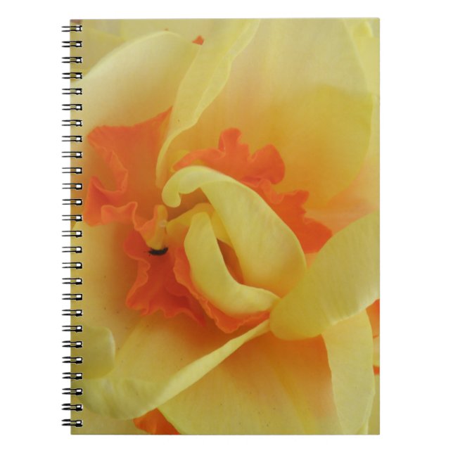 Fancy Daffodil Notebook (Front)
