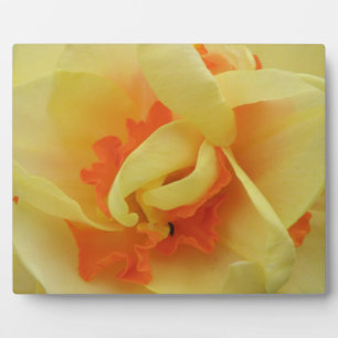 Fancy Daffodil Plaque