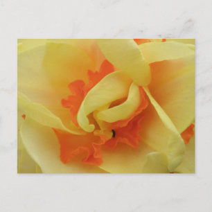 Fancy Daffodil Postcard