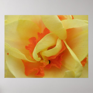 Fancy Daffodil Print