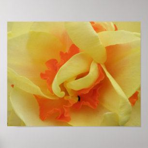 Fancy Daffodil Print