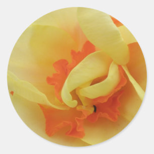 Fancy Daffodil Sticker
