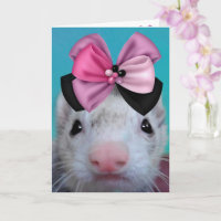 Fancy Ferret Birthday