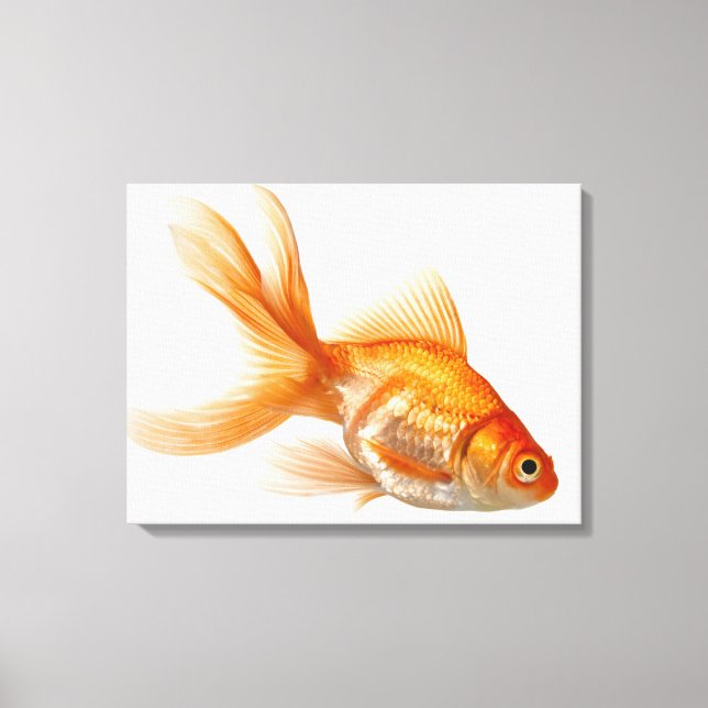 Fancy Goldfish Canvas Print (Front)