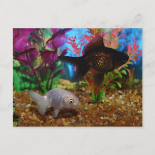 Fancy Goldfish Lionhead Black Moor Postcard