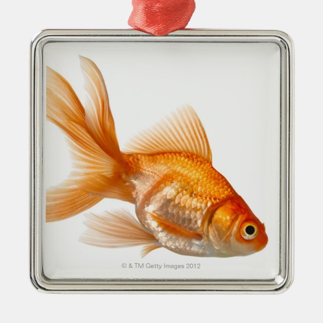 Fancy Goldfish Metal Tree Decoration (Front)