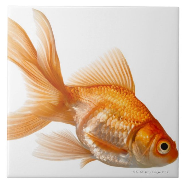 Fancy Goldfish Tile (Front)