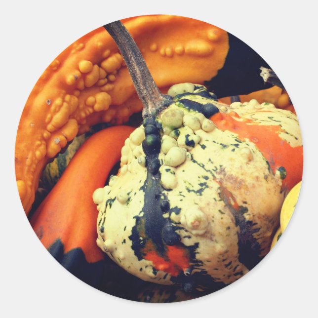 Fancy Gourds Nature  Classic Round Sticker (Front)